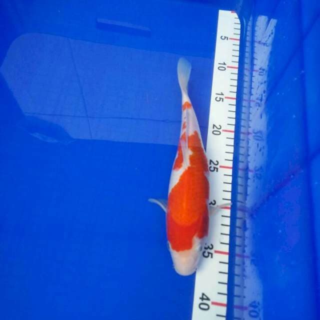 Kohaku
