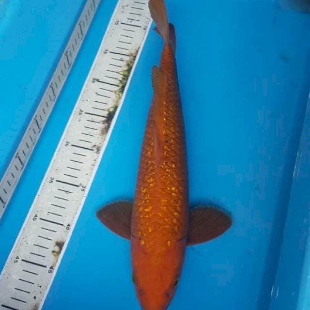Karashi caramel