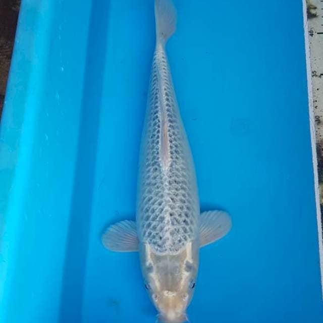 Mukashi