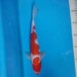 KOHAKU CALON JUMBO