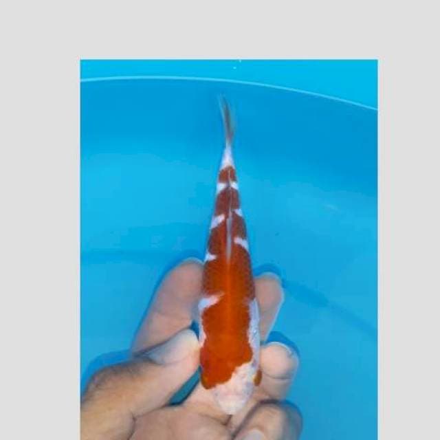 Kohaku super ganteng