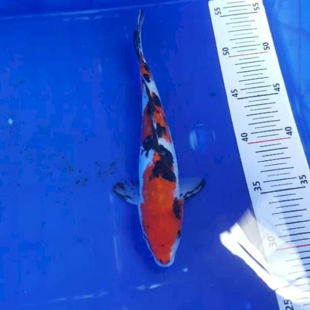 sanke doitsu 24cm
