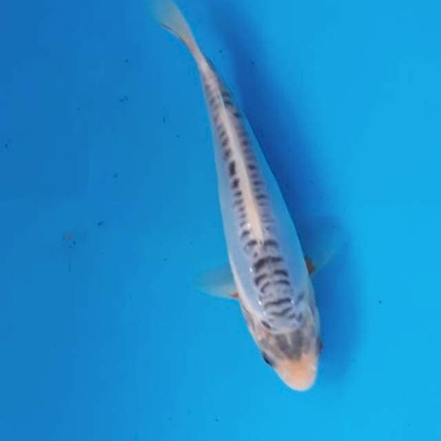 Baby shusui 15cm