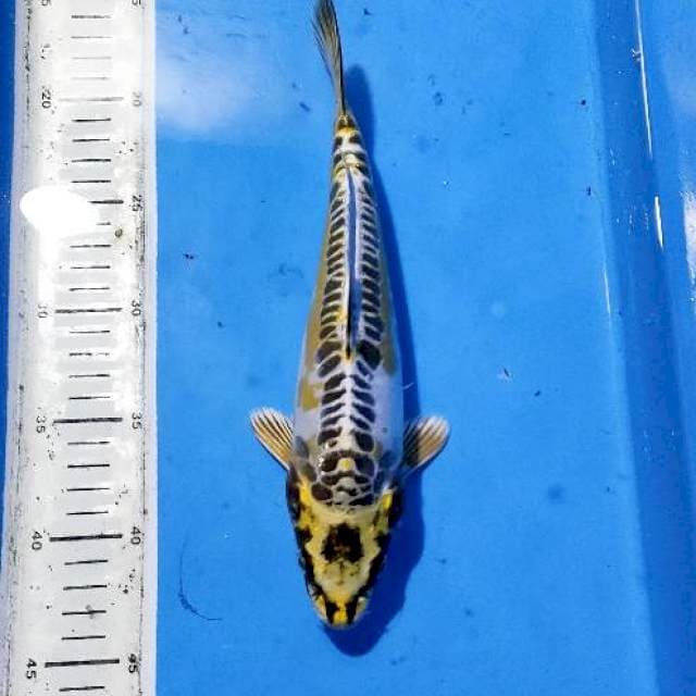 Kinkikokuryu 27cm