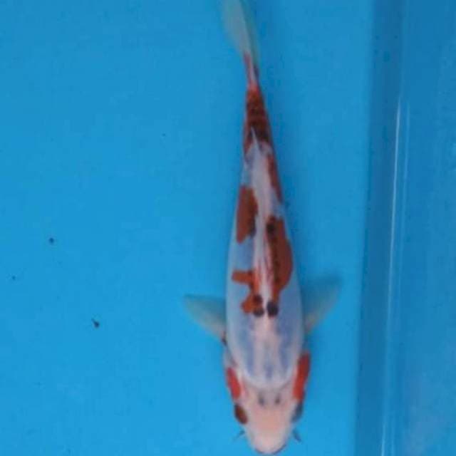 Baby shusui 17cm