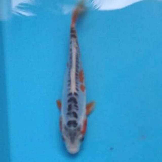 Baby shusui 16cm