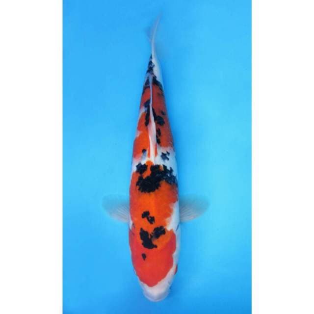 38cm Souta Shoji - Taisho Sanshoku
