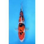 38cm Souta Shoji - Taisho Sanshoku