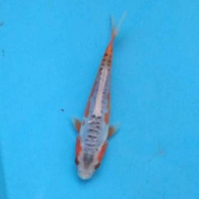 Baby shusui 15cm