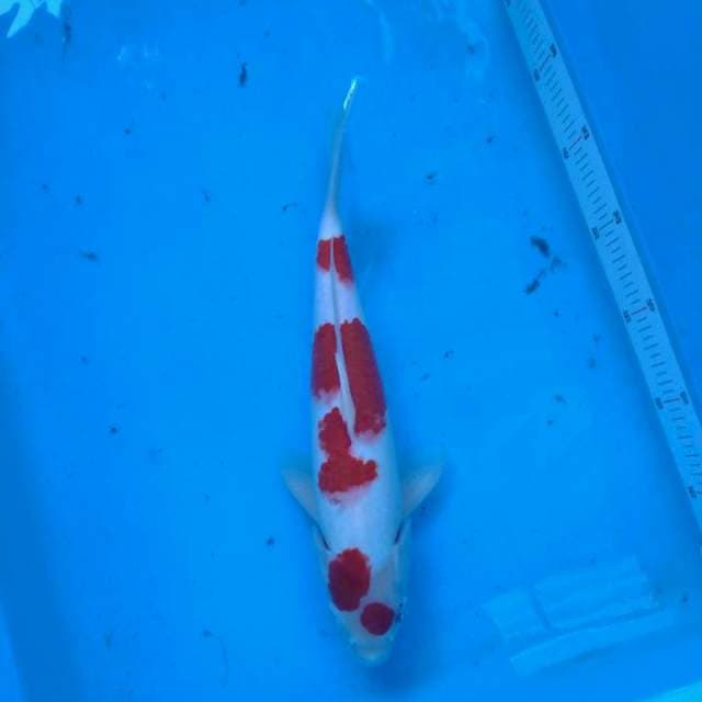 F1 Maruten Kohaku, 31cm, jantan