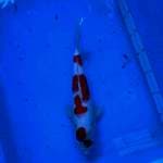 F1 Maruten Kohaku, 31cm, jantan
