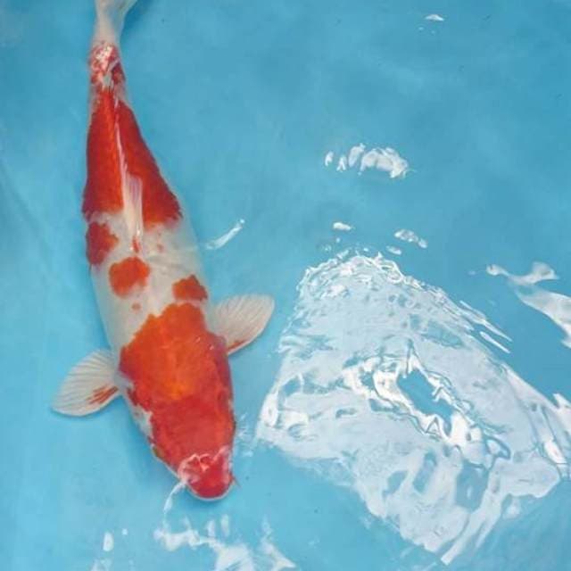 Hariwake Orenji 40cm