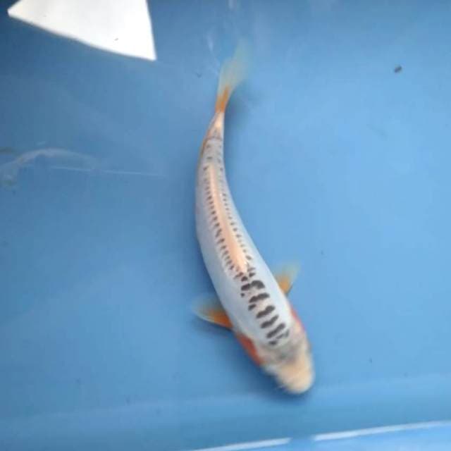 Baby shusui 19cm