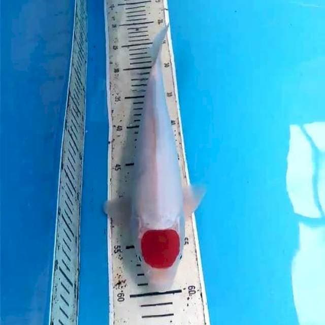 Tancho 34cm