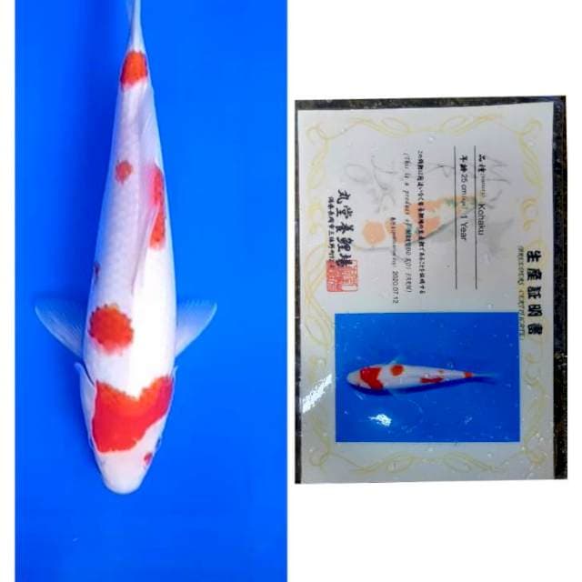 Kohaku Import Serti Marudo 