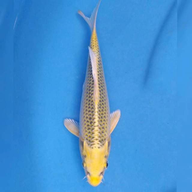Okawa Kin Ki Matsuba