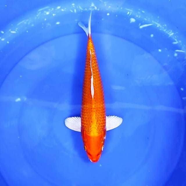 Hajiro Hikari || 31 cm