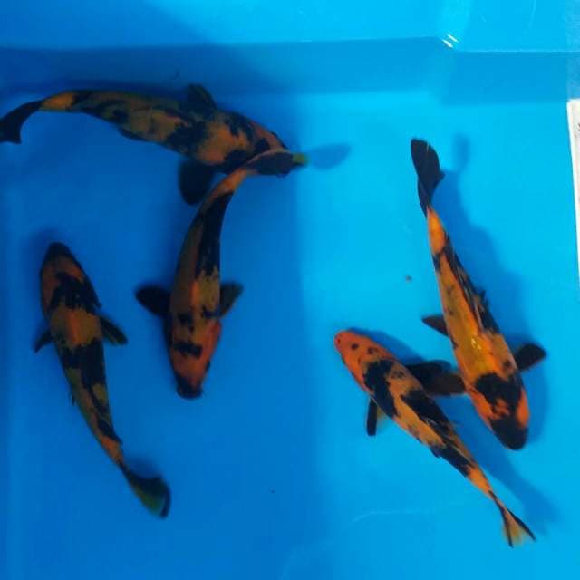Mix utsuri 5 ekor