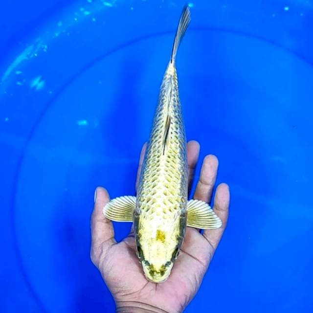 Mukasi Ginrin || 29 cm