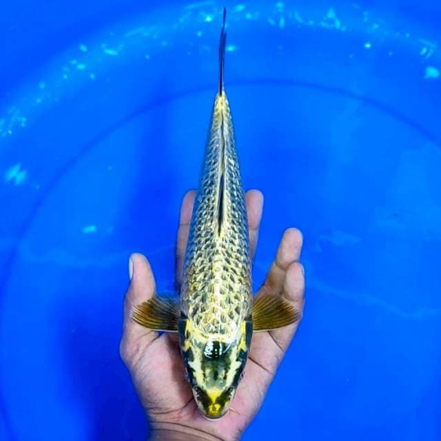 Mukasi Ginrin || 29 cm