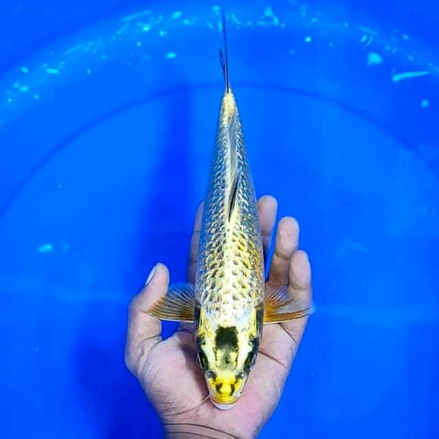 Mukasi Ginrin || 30 cm