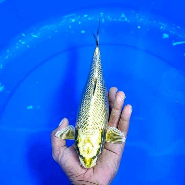 Mukasi Ginrin || 28 cm