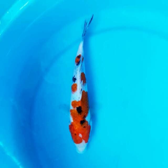 KOINS_SANKE_25CM