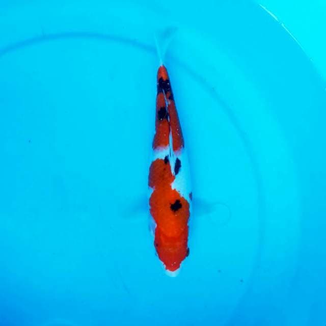 KOINS_SANKE_25CM