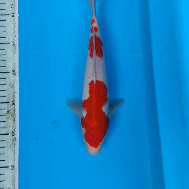Kohaku HQ 28cm .male