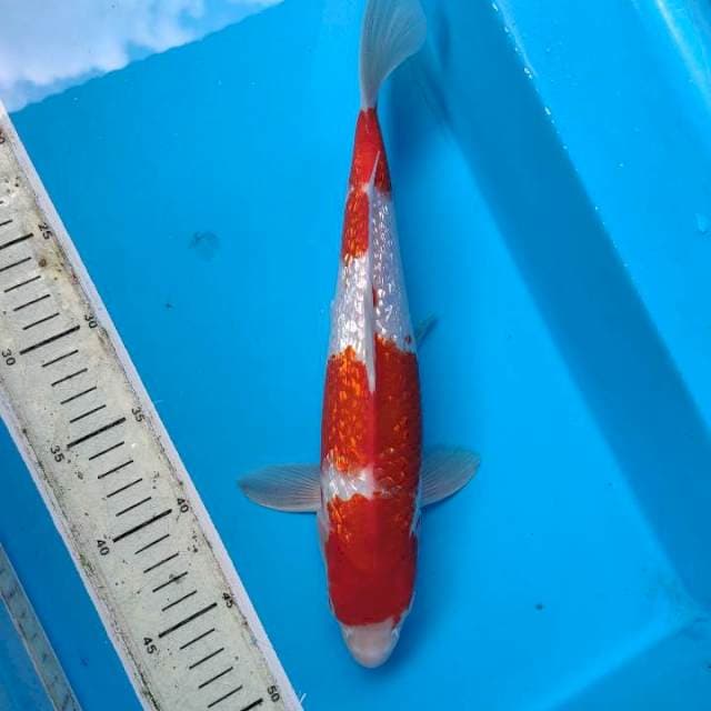 Kohaku ginrin 33cm male