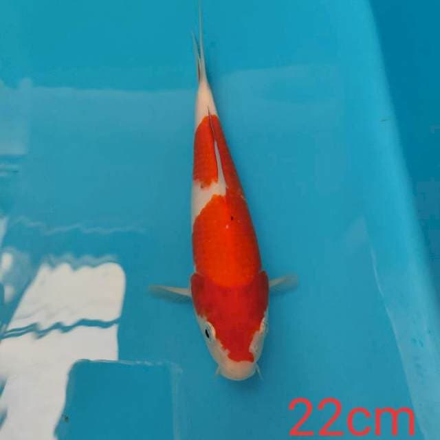 Kohaku
