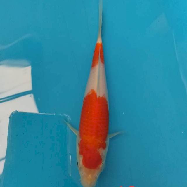 Kohaku