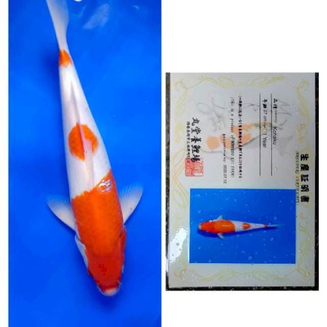 Kohaku import Serti Marudo
