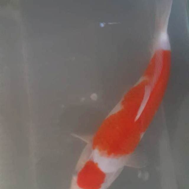Kohaku 2step merah merona