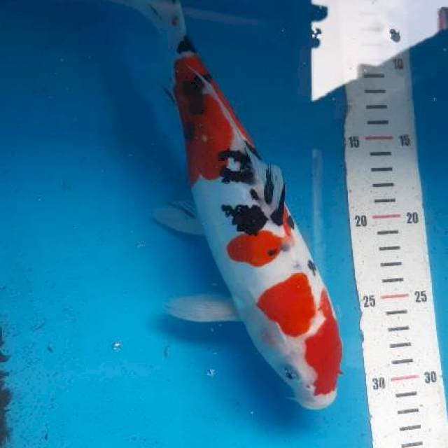 Doitsu strong sanke ndut, 31cm