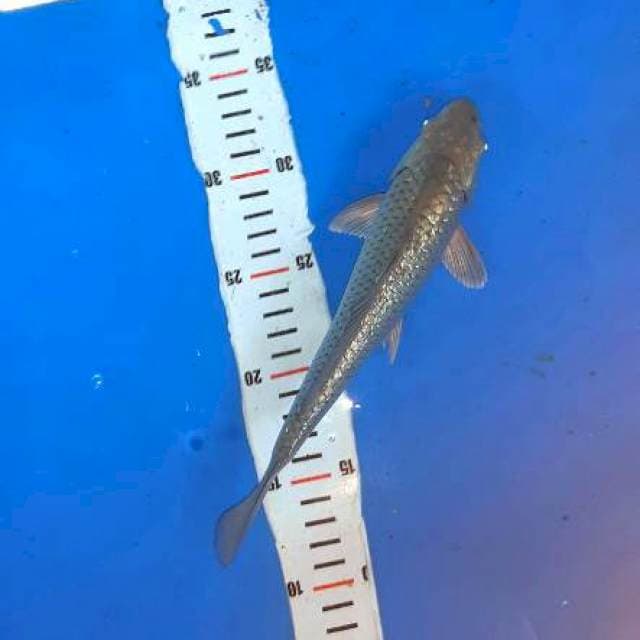 Soragoi ,bakat punuk 28cm