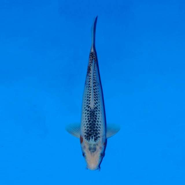 Asagi