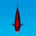 SHOWA RED STRONG