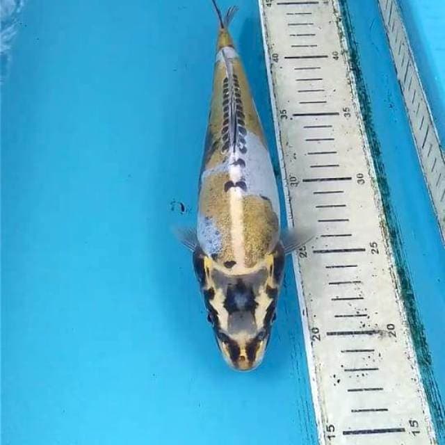 Kikokuryu 27cm
