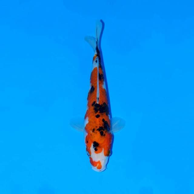 Showa 21cm