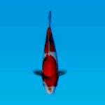 SHOWA MERAH MERONA