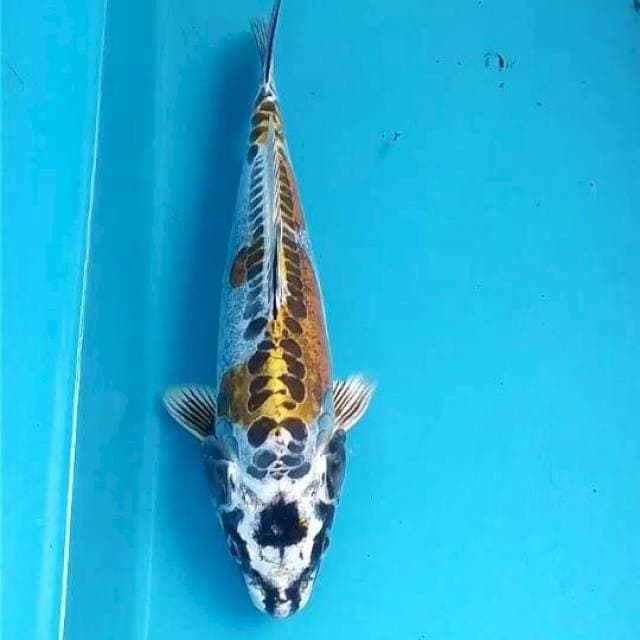 Kikokuryu 24cm