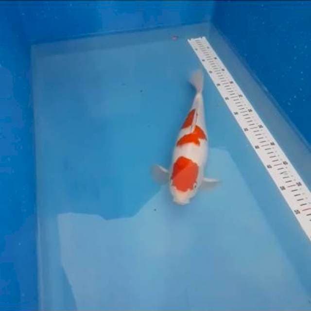 Kohaku 3 step original bulki