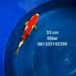 Sanke Doit 33