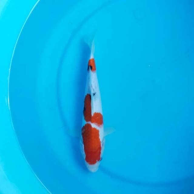 Sanke 24 cm