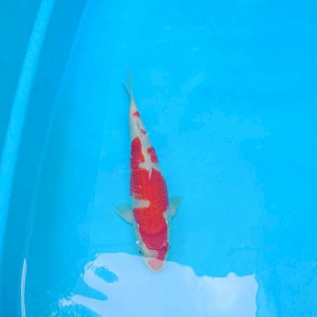 Kohaku 27cm