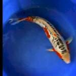 Shusui 40 cm BU F1 anakan import farm yamaju