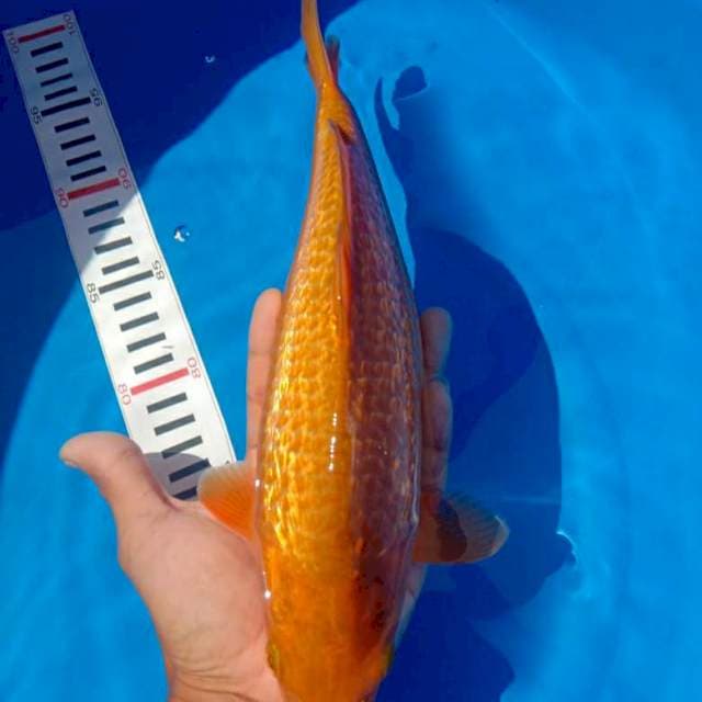 Chagoi Ginrin, Jantan
