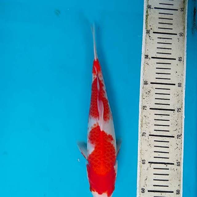 Kohaku ndan