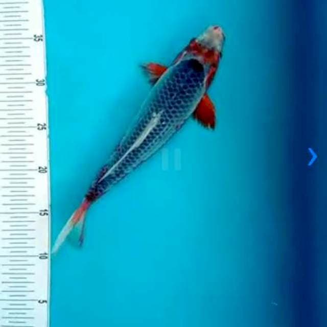 Asagi 31cm